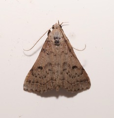 Bleptina caradrinalis