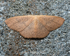 Cyclophora