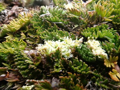 Anisotome flexuosa