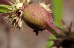 Neolasioptera lycopi