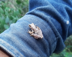 Dendropsophus microcephalus