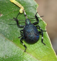 Asopinae