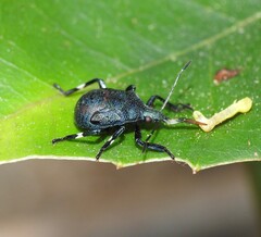 Asopinae