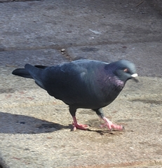 Columba livia domestica