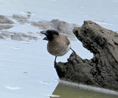Pycnonotus barbatus layardi