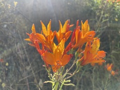 Alstroemeria ligtu simsii