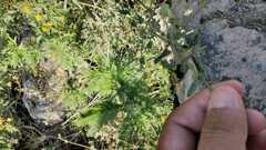 Mirabilis