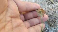 Mirabilis