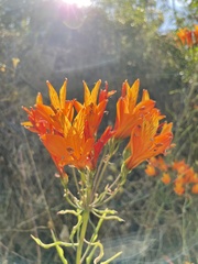 Alstroemeria ligtu simsii