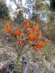 Alstroemeria ligtu simsii
