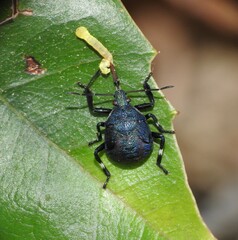 Asopinae