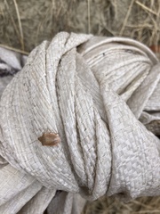 Thyanta pallidovirens