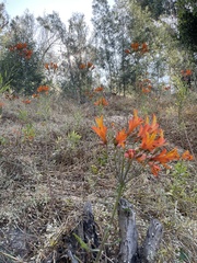 Alstroemeria ligtu simsii