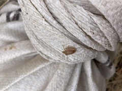 Thyanta pallidovirens