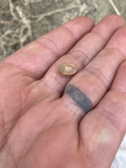 Thyanta pallidovirens