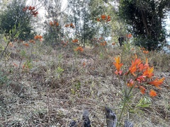 Alstroemeria ligtu simsii