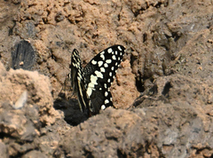 Papilio demodocus demodocus