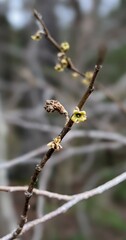 Hamamelis virginiana