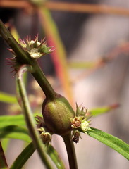 Neolasioptera lycopi