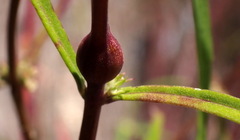 Neolasioptera lycopi