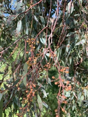 Eucalyptus melliodora