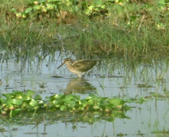 Rostratula benghalensis