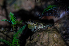 Litoria nasuta