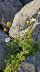 Tripleurospermum