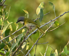 Apalis ruddi