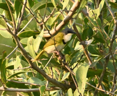 Apalis ruddi