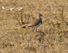 Vanellus melanopterus