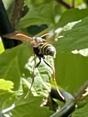 Polistes chinensis