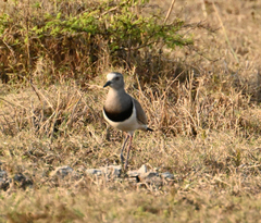 Vanellus melanopterus