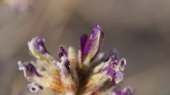 Psorothamnus emoryi emoryi