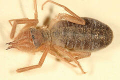 Eremobatidae