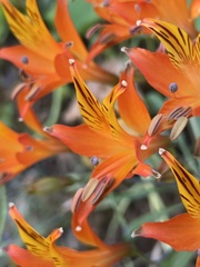 Alstroemeria ligtu simsii