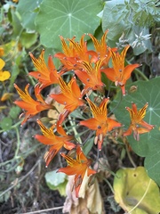 Alstroemeria ligtu simsii