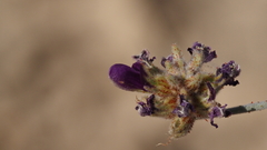 Psorothamnus emoryi emoryi