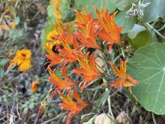 Alstroemeria ligtu simsii