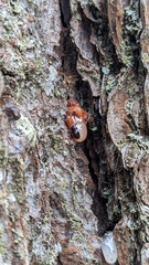 Dendroctonus frontalis