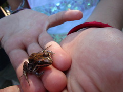 Leptodactylus fragilis