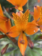 Alstroemeria ligtu simsii