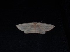 Epiphryne verriculata