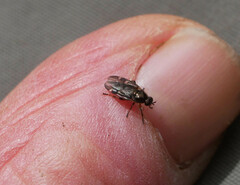 Berisina maculipennis