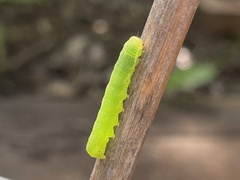 Neumichtis nigerrima