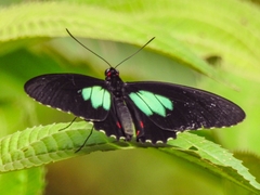 Parides sesostris