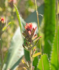 Castilleja arvensis pastorei