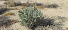 Atriplex canescens linearis