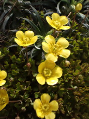 Ranunculus enysii