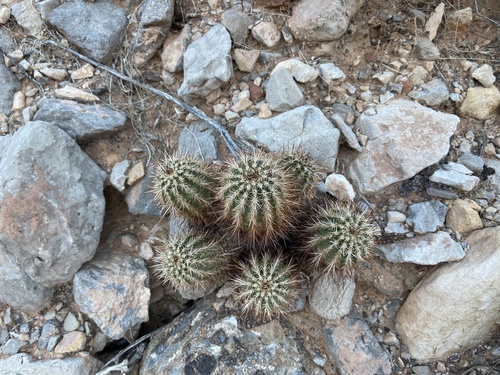 Echinocereus engelmannii